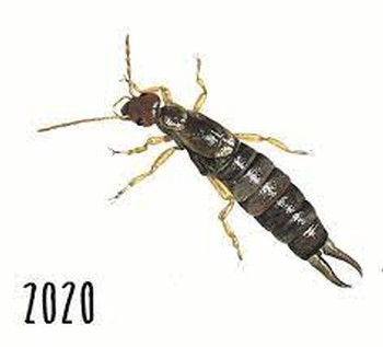 Circadian Cellars 2020 Primitivo